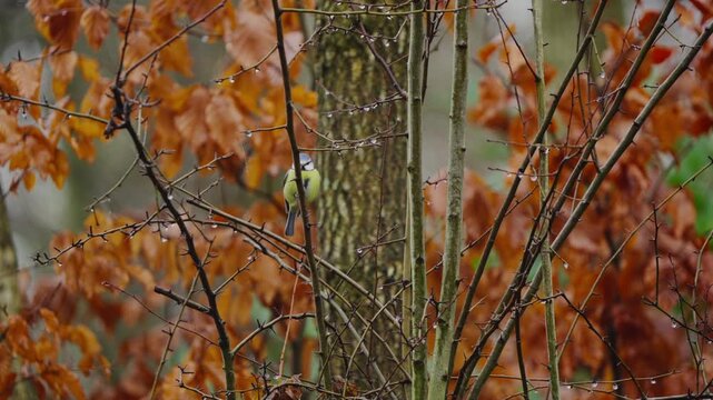 Blue tit perched on a branch with red-orange autumn leaves, fall colors in the background