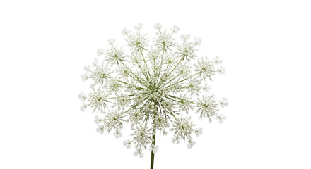 Queen Annes lace flower head showcasing intricate patterns and beauty