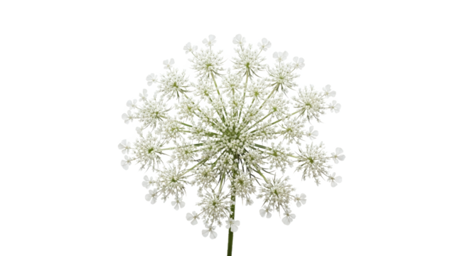 Queen Annes lace flower head showcasing intricate patterns and beauty
