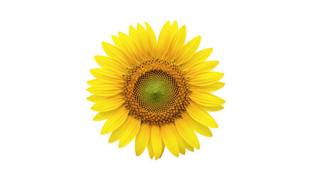 Obraz premium Radiant sunflower with golden petals showcasing vibrant yellow color harmony