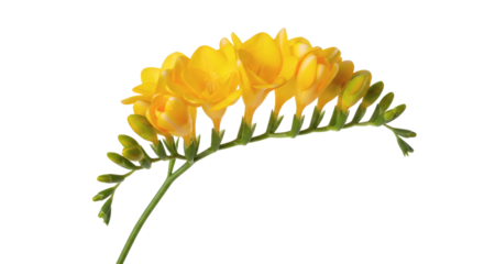 Yellow freesia flowers showcasing delicate blooms and elegant stem composition