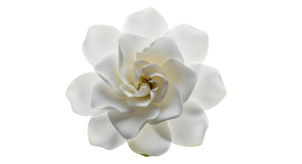 Beautiful and pristine gardenia flower with delicate swirl center detail