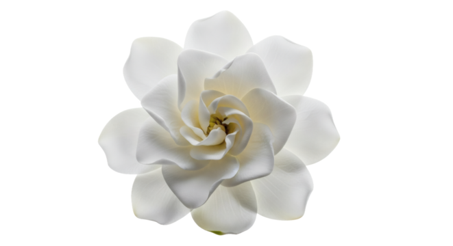 Beautiful and pristine gardenia flower with delicate swirl center detail