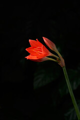 Close-up of a red Valotta lily flower isolated on a dark background with soft lighting. Studio shooting.