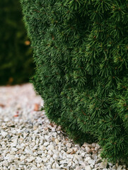 contrast of dense spruce needles and white decorative gravel ground cover