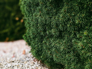 dense dark green spruce dwarf shrub texture over gravel background