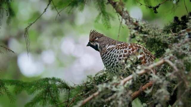 Hazel grouse (Tetrastes bonasia), camouflaged bird in forest