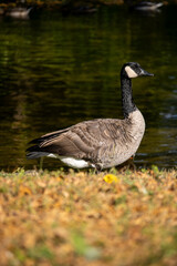 canada goose standing tall by the river looking away