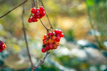 Red guelder rose berries hanging on a thin branch, photographed in natural light, with blurred autumn garden background and soft bokeh effect.
