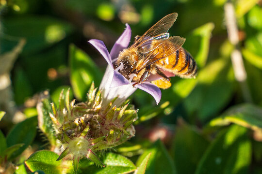 bee on flower