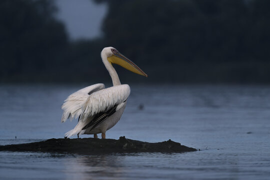 View of a white pelican with its impressive wings spread, perched on a small patch of dark earth surrounded by water, reflecting the somber sky, Bucharest, Bucharest, Romania.