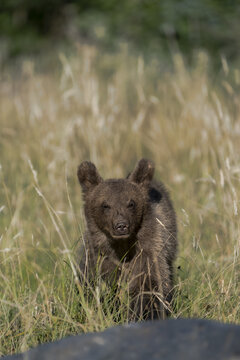 View of a brown bear cub standing amidst tall, swaying grasses, its fur a rich contrast against the verdant backdrop, creating a scene of wildlife, Bucharest, Bucharest, Romania.