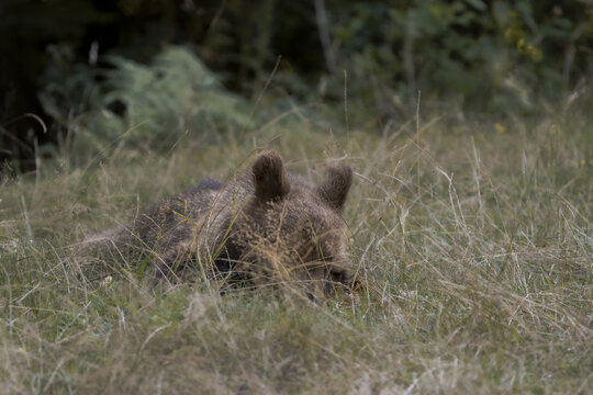 View of a wild brown bear resting, partially hidden in the tall, dry grass under the shade of green trees, a natural and serene moment, Bucharest, Bucharest, Romania.