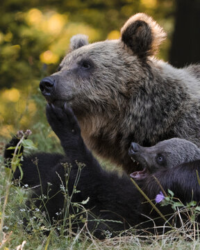 View of a majestic brown bear mother and her cub nestled in tall green grass, the cub playfully reaching up, captured in a ground-level shot, Bucharest, Bucharest, Romania.