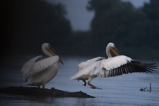 View of pelicans with white feathers and yellow beaks standing on a log in the water, wings spread wide against a backdrop of dark trees, Bucharest, Bucharest, Romania.
