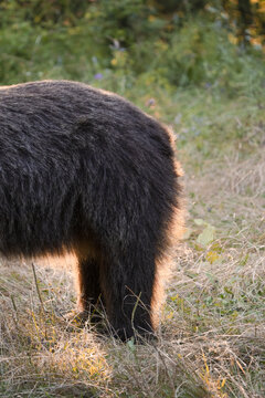 View of the dark, coarse fur of a wild animal's rear shimmers in the golden light amidst the dry grasses, Bucharest, Bucharest, Romania.