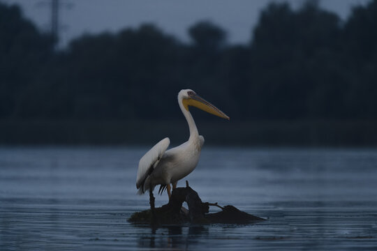 View of a great white pelican perched majestically on a submerged log, feathers ruffled by the breeze, against the tranquil waters, Bucharest, Bucharest, Romania.