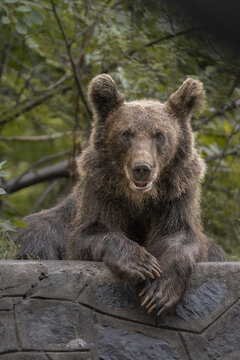 View of a poised brown bear with its paws crossed atop a stone wall, set against a backdrop of verdant foliage, Bucharest, Bucharest, Romania.