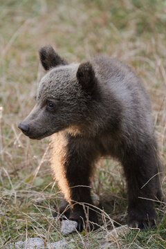 View of a young brown bear cub, standing on dry grass, its fur catching the warm glow of the setting sun, creating a striking contrast, Bucharest, Bucharest, Romania.