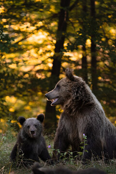 View of a bear and cub nestled amidst the golden hues of the forest, a symphony of greens and browns under the dappled sunlight, Bucharest, Bucharest, Romania.