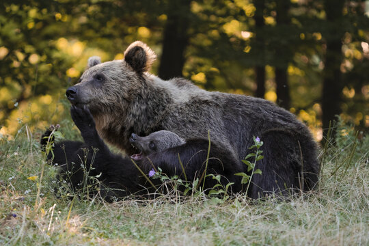 View of a mother bear and her cub nestled in the tall grass, bathed in the warm glow of the sun, a serene scene of wildlife, Bucharest, Bucharest, Romania.