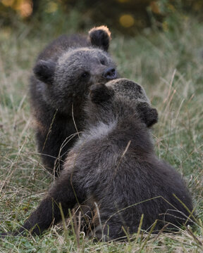 View of two furry brown bears, possibly a mother and cub, playfully interacting in a field of dry grass, bathed in soft sunlight, Bucharest, Bucharest, Romania.