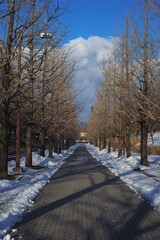雪が積もる石畳の道を、裸の銀杏並木が囲む、冬の晴れた日の情景