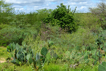 Caatinga Biome in the Rainy Season, São João do Cariri, Paraíba, Brazil
