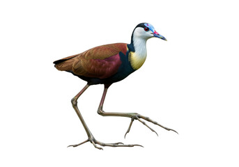 Fototapeta premium jacana with transparent PNG background