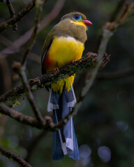 Javan Trogon on a branch