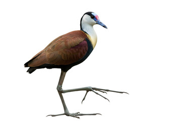 Obraz premium jacana with transparent PNG background