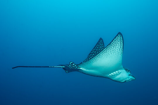 Spotted Eagle Ray (Aetobatus narinari) in Gal&aacute;pagos Waters &ndash; Graceful Marine Species in Open Pacific Ocean
