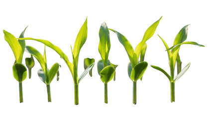 Fototapeta premium Young corn plant isolated on transparent background with vibrant green leaves