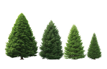 Fototapeta premium A group of green coniferous trees isolated on transparent background