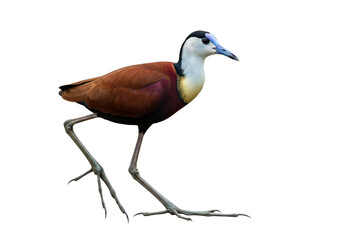 Obraz premium jacana with transparent PNG background