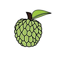 custard apple fruit and leaves vector illustration