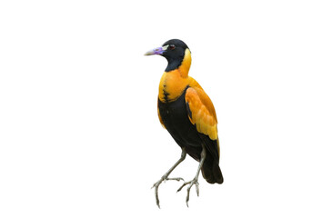 Fototapeta premium jacana with transparent PNG background