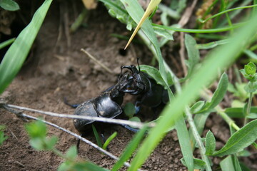 Lucanus cervus males in combat