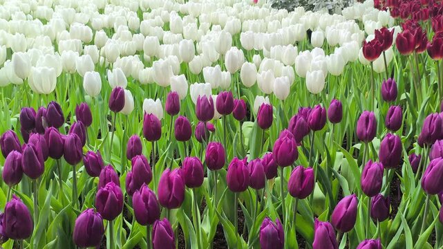 blooming purple white red tulip flower decorating in garden