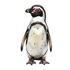 Vector watercolor Humboldt Penguin / 水彩テイストのフンボルトペンギンイラスト