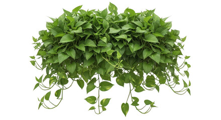 Obraz premium Lush golden pothos plant cascading beautifully