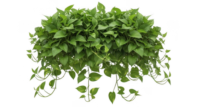 Lush golden pothos plant cascading beautifully