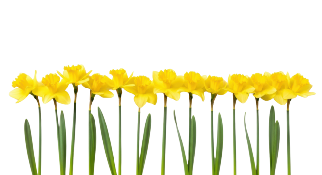 A perfectly aligned row of bright yellow daffodils, vibrant green stems and leaves, on a transparent, isolated background. Concept of freshness and new beginnings