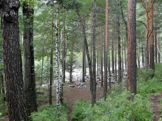 Obraz premium In the foreground there are many coniferous trees and birches, in the background there is running water.
