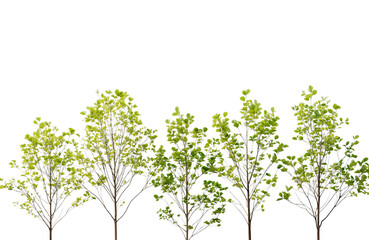 Obraz premium A row of five young deciduous trees with bright green leaves, isolated on transparent background