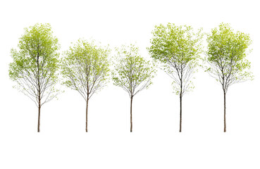 Fototapeta premium A line of five small trees with delicate green leaves, isolated on transparent background