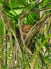 Tarsier Hanging in the Tree – Front View