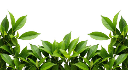 Fototapeta premium Lush green leaves frame a bright, creating a natural border