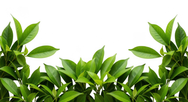 Lush green leaves frame a bright, creating a natural border