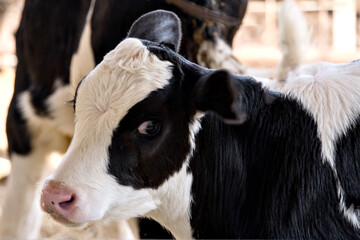 こちらを見るまだら模様の子牛